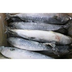 CAVALA GRANEL KG. FRIONDA (11209) CAVALA GRANEL KG. FRIONDA (11209)