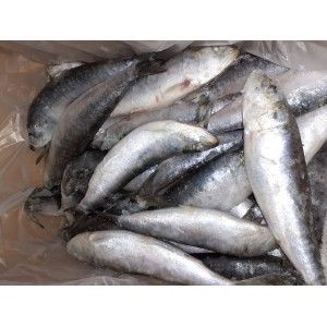 SARDINHA (8/12) GRANEL KG. FRIONDA ( 11073 ) SARDINHA (8/12) GRANEL KG. FRIONDA ( 11073 )